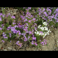 Erinus alpinus (fam Scrophulariacees) (S-O de l'Europe) (2)